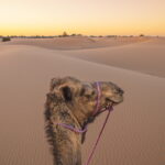 5 days Tangier desert tour to Marrakech